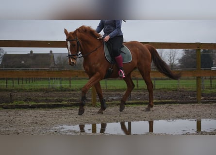 Other Breeds, Mare, 19 years, 15.2 hh, Chestnut-Red