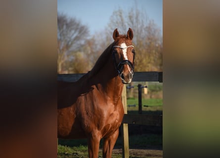 Other Breeds, Mare, 19 years, 15.3 hh, Chestnut-Red