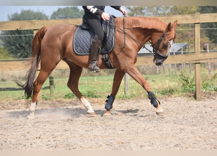 Other Breeds, Mare, 19 years, 15 hh, Chestnut-Red