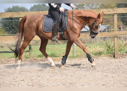 Other Breeds, Mare, 21 years, 14,3 hh, Chestnut-Red