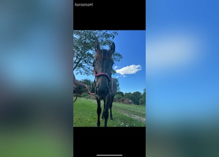 Other Breeds, Mare, 2 years, 15.2 hh, Roan-Bay