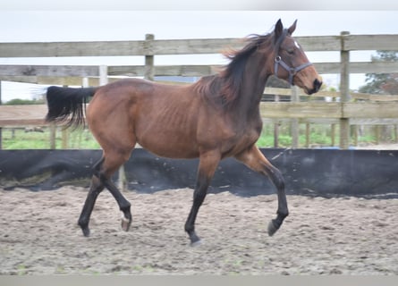 Other Breeds, Mare, 2 years, Bay-Dark