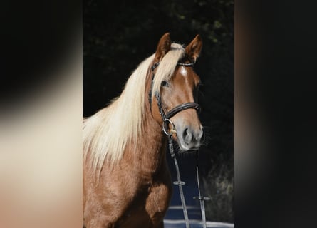 Other Breeds Mix, Mare, 3 years, 13.2 hh, Chestnut-Red