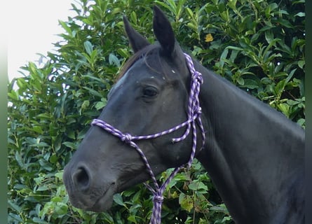 Other Breeds, Mare, 3 years, 14.2 hh, Black