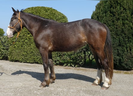 Other Breeds, Mare, 3 years, 14.2 hh, Brown