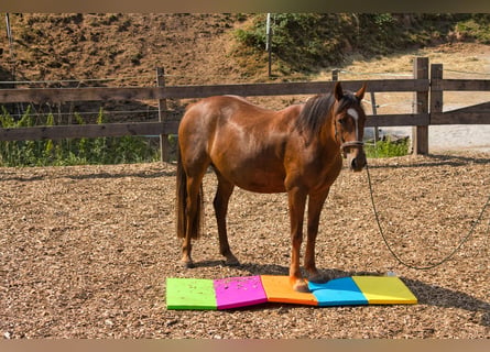 Other Breeds Mix, Mare, 3 years, 14.3 hh, Chestnut