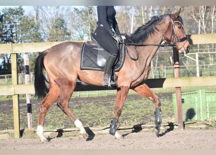 Other Breeds, Mare, 3 years, 15.2 hh, Bay