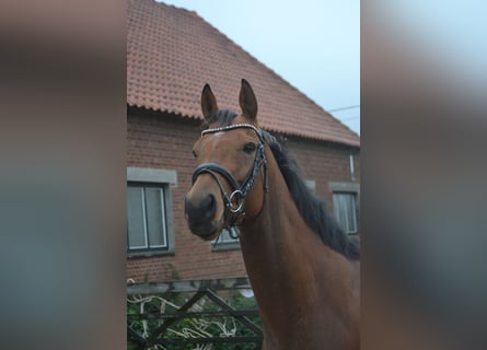 Other Breeds, Mare, 3 years, 15,2 hh, Brown