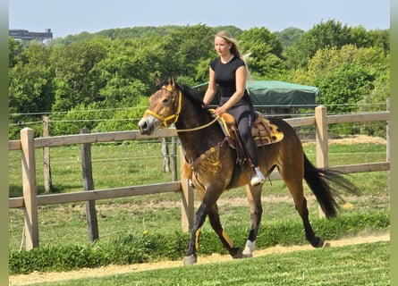Other Breeds, Mare, 3 years, 15.2 hh, Brown