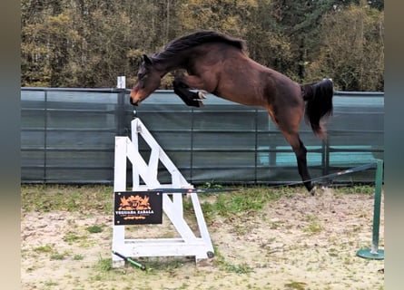 Other Breeds, Mare, 3 years, 15.2 hh, Brown