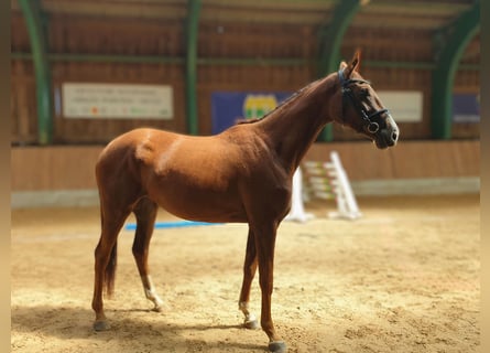 Other Breeds, Mare, 3 years, 15.3 hh, Sorrel