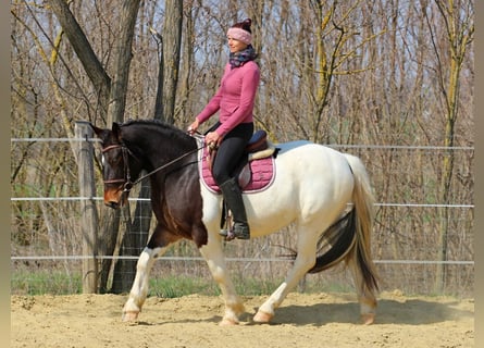 Other Breeds, Mare, 3 years, 15,1 hh, Pinto