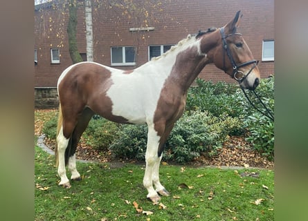Other Breeds, Mare, 3 years, 15,1 hh, Pinto