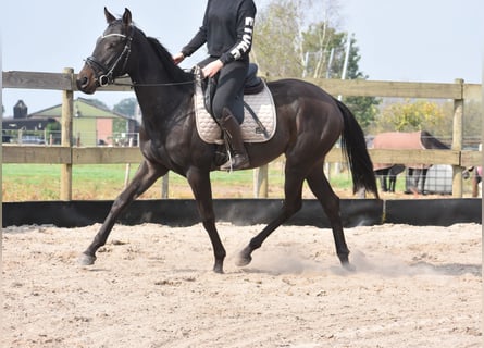 Other Breeds, Mare, 3 years, 15,2 hh, Bay-Dark