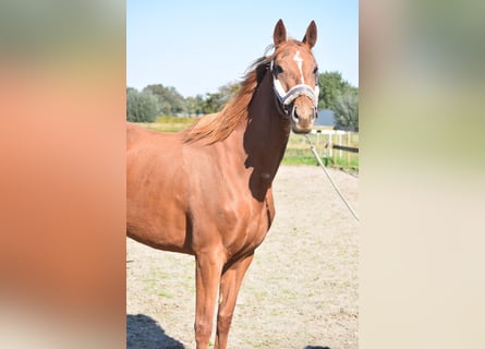 Other Breeds, Mare, 3 years, 16,1 hh, Chestnut-Red