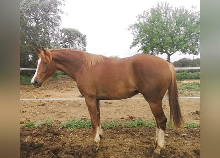 Other Breeds, Mare, 3 years, 16.1 hh, Chestnut-Red