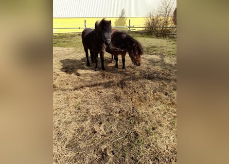 Other Breeds Mix, Mare, 4 years, 10.1 hh, Black