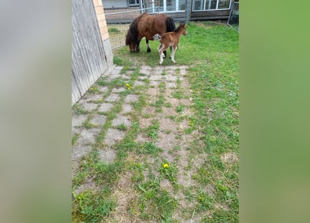 Other Breeds Mix, Mare, 4 years, 10,1 hh, Black