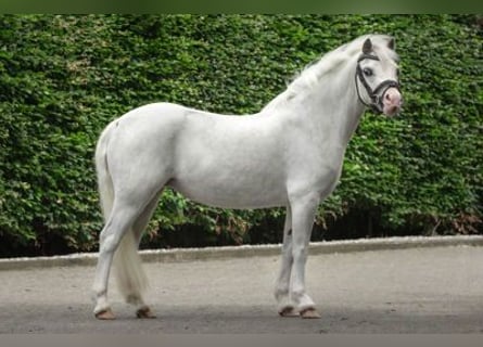 Other Breeds, Mare, 4 years, 11.2 hh, Gray