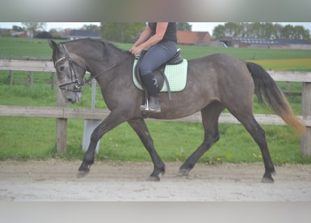 Other Breeds, Mare, 4 years, 14.1 hh, Gray
