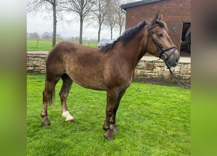 Other Breeds, Mare, 4 years, 15.1 hh, Chestnut-Red