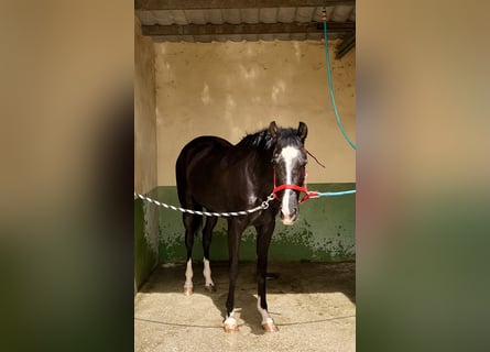 Sonstige Rassen Mix, Stute, 4 Jahre, 15,2 hh, Rappe