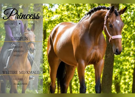 Other Breeds, Mare, 4 years, 15.2 hh, Brown