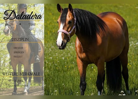 Other Breeds, Mare, 4 years, 15.2 hh