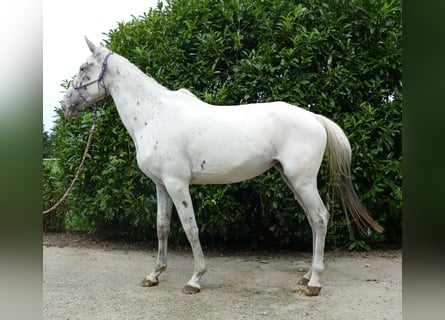 Other Breeds, Mare, 4 years, 15.2 hh