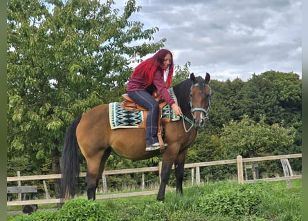 Other Breeds Mix, Mare, 4 years, 15,1 hh, Brown
