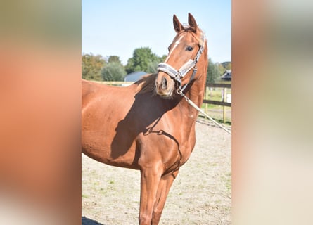 Other Breeds, Mare, 4 years, 16,1 hh, Chestnut-Red