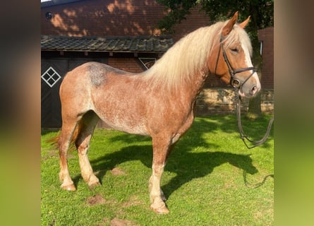 Other Breeds, Mare, 4 years, 16,1 hh, Chestnut-Red