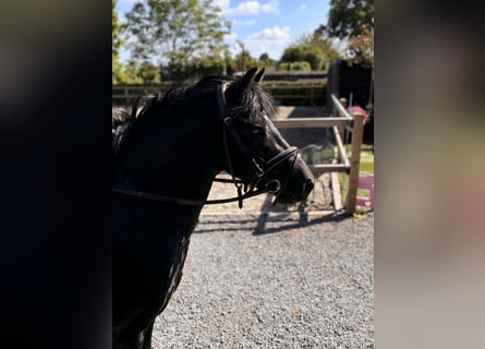 Other Breeds Mix, Mare, 5 years, 12.1 hh, Smoky-Black