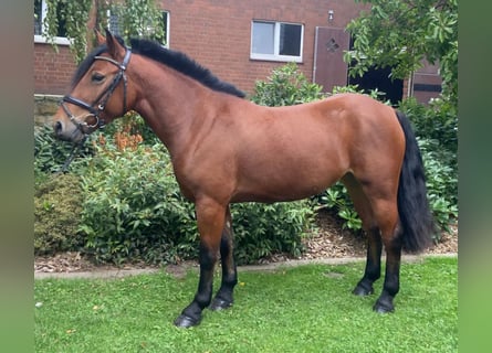 Other Breeds, Mare, 5 years, 13.2 hh, Brown
