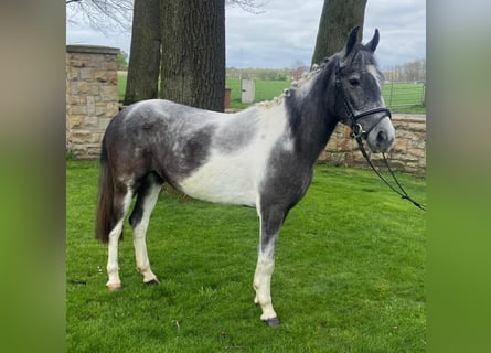 Other Breeds, Mare, 5 years, 13.3 hh, Pinto
