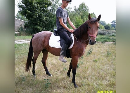 Other Breeds, Mare, 5 years, 14,2 hh, Brown Falb mold