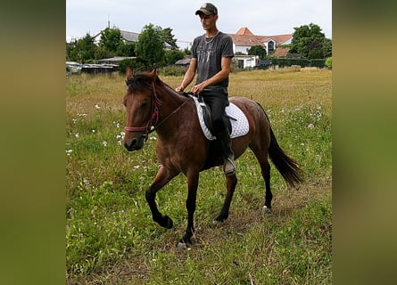 Other Breeds, Mare, 5 years, 14,2 hh, Brown Falb mold
