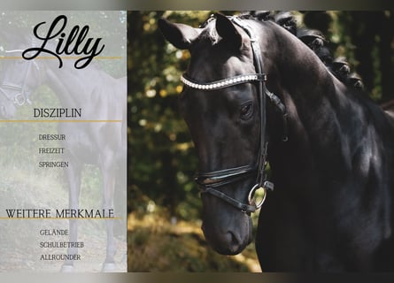 Other Breeds, Mare, 5 years, 15.2 hh, Black