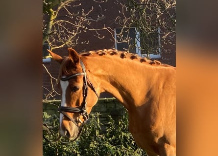 Other Breeds, Mare, 5 years, 15,3 hh, Chestnut-Red