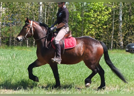 Other Breeds, Mare, 5 years, 15,2 hh, Brown