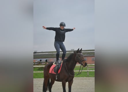 Other Breeds, Mare, 5 years, 16 hh, Bay-Dark