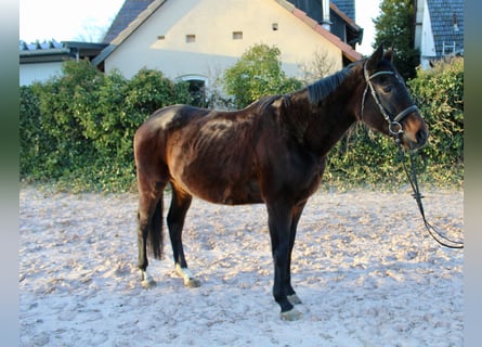Other Breeds, Mare, 5 years, 16 hh, Smoky-Black