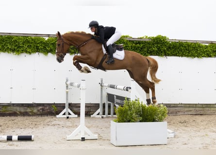 Other Breeds, Mare, 5 years, 16,3 hh, Chestnut-Red