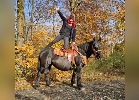 Other Breeds, Mare, 6 years, 14.3 hh, Black