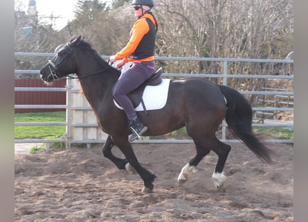 Other Breeds, Mare, 6 years, 15.1 hh, Black