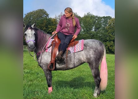 Other Breeds, Mare, 6 years, 15.2 hh, Gray-Dapple
