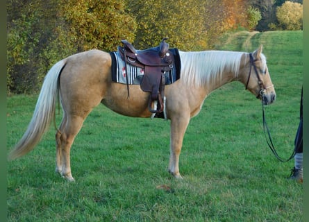 Other Breeds Mix, Mare, 6 years, 15.2 hh, Palomino