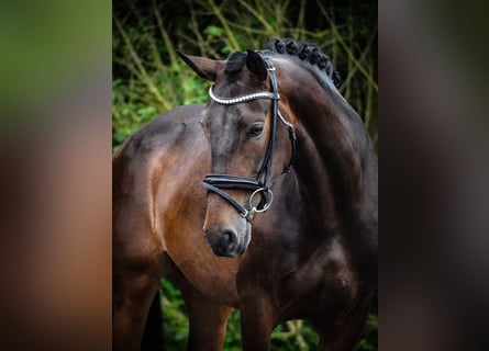 Other Breeds, Mare, 6 years, 15,2 hh, Bay-Dark