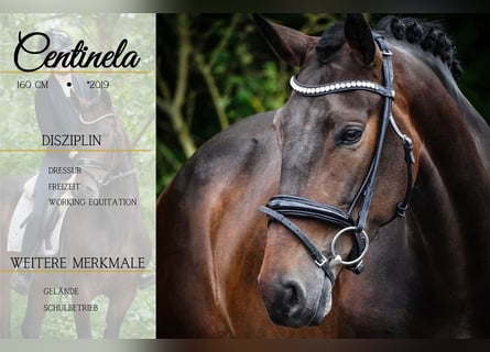 Other Breeds, Mare, 6 years, 15,2 hh, Bay-Dark