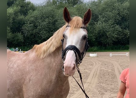 Other Breeds, Mare, 6 years, 16 hh, Gray-Red-Tan